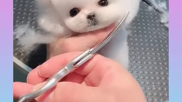 Cute Baby Dog have hair cut