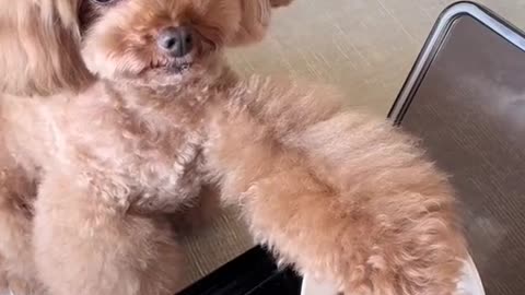 Dogs