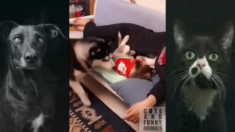 Funniest And Cutest Animals, Cute And Funny Animals