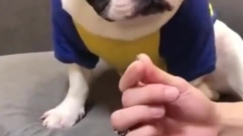 Funniest Dogs and Cats videos