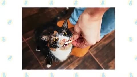 Cats 101 : Basic Cat Training Tips | How To Train Your Cat