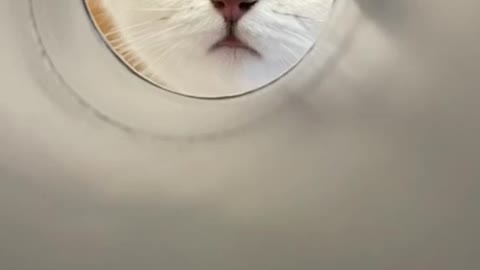 Cat video Playing Beautifull cat video Playing