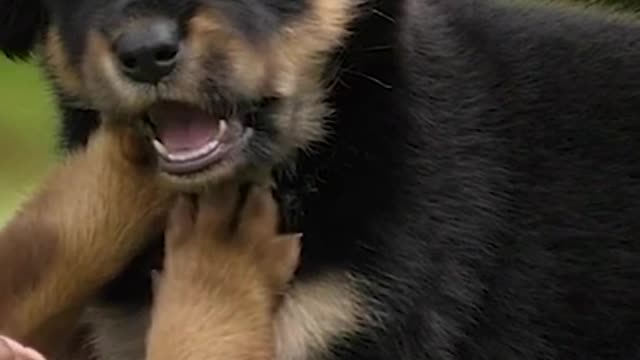 cutest video of the day #short #youtubeshort #dog