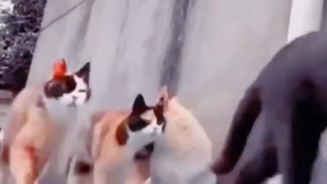 Viral cat video 2022