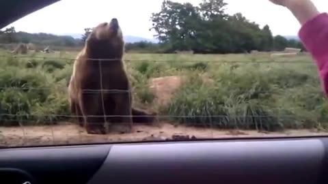 Hi there..🐻👋