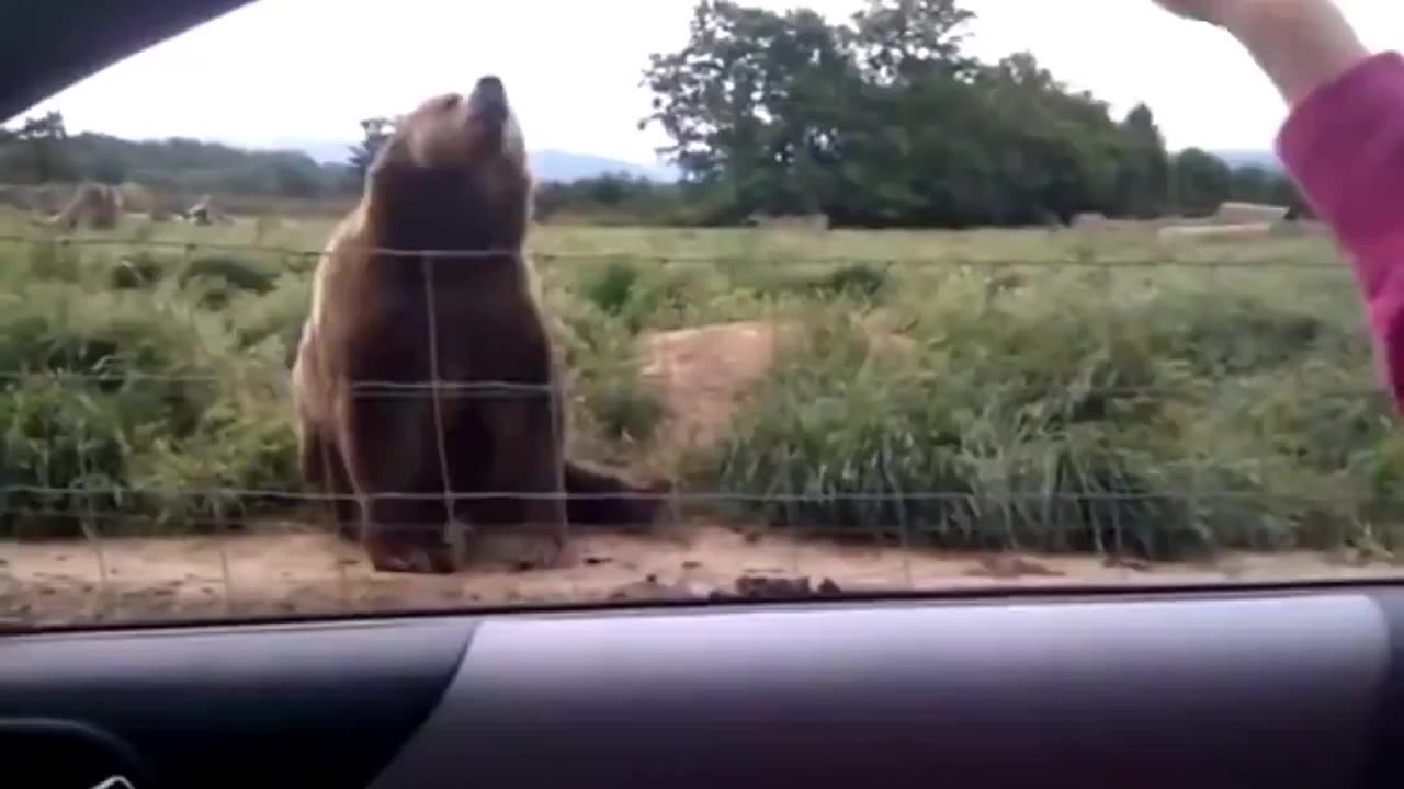 Hi there..🐻👋