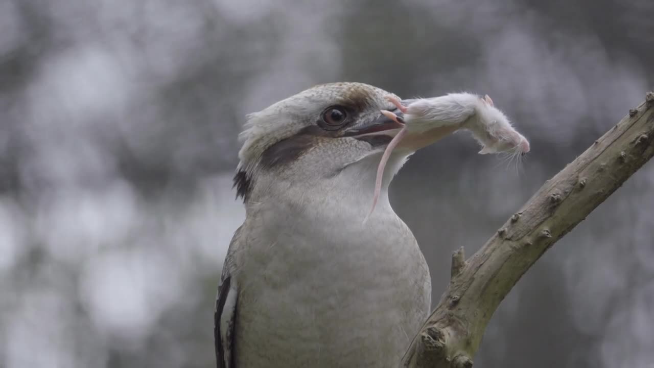 Perched Kookuburra holds mouse in its beak