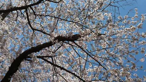 Cherry blossoms blooming sky