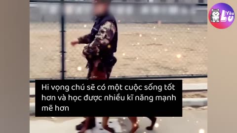 Chú chó đi lạc và trở thành một Siêu Anh Hùng_Yêu Lu Official