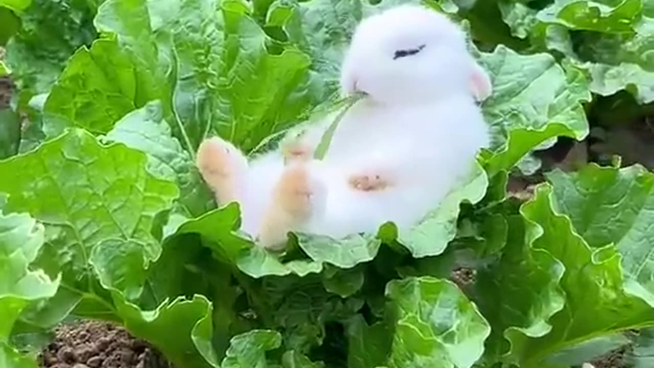 Rabbit Cute