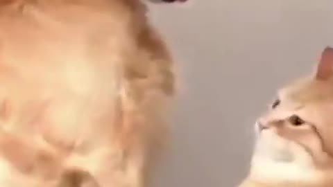 Cat & Dog Funny Conversation 😂 Funny pets