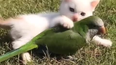 Cute cat having fun with the parrot cub