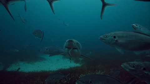 he was very close 😱🦈