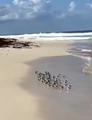 Sheeples and the covid waves...