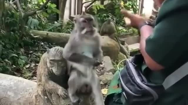 Funniest monkey 🐵 Tiktok video