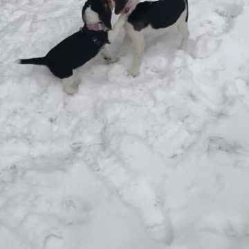 Puppy play date!