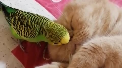 Sleeping cat adrobley puts up with pastering parrot
