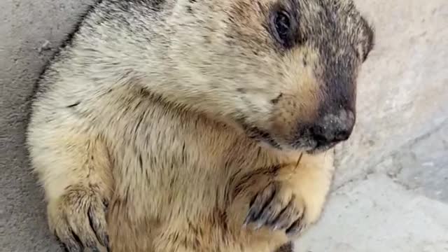 Daily use of groundhog
