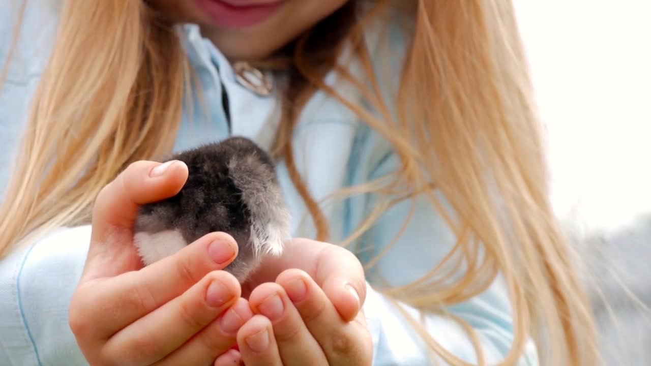 Newborn black and yellow chicken in children hands