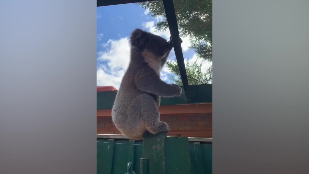 Koala is too cute