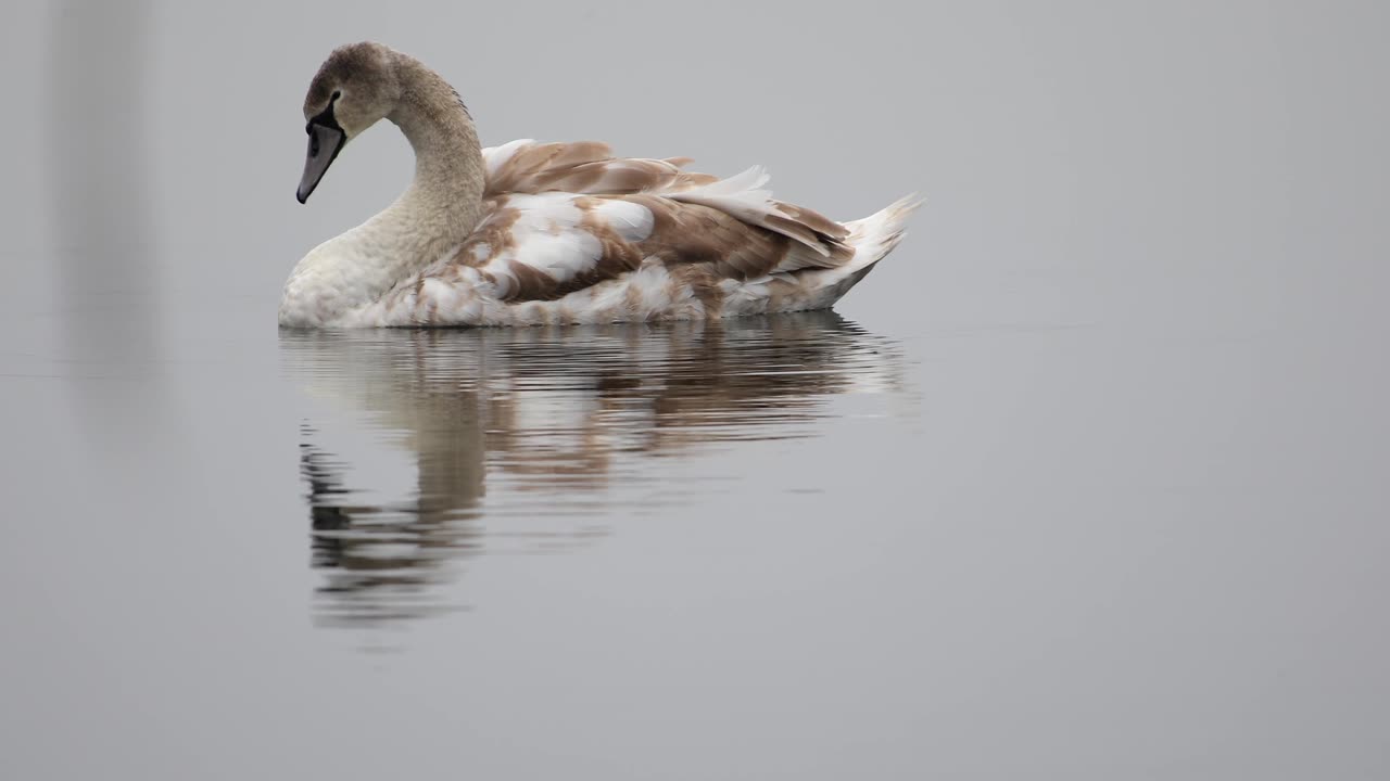 Close up of a Duck on a Water