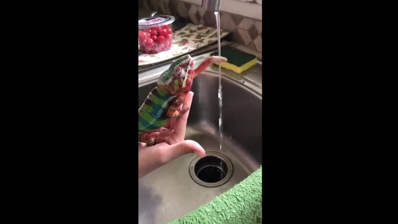 Chameleon washs her hands like human