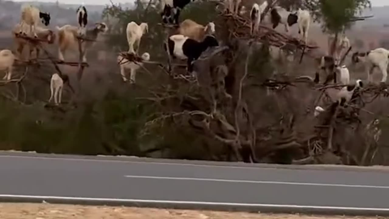 Things you see in Morocco 🇲🇦 feature goats in trees!