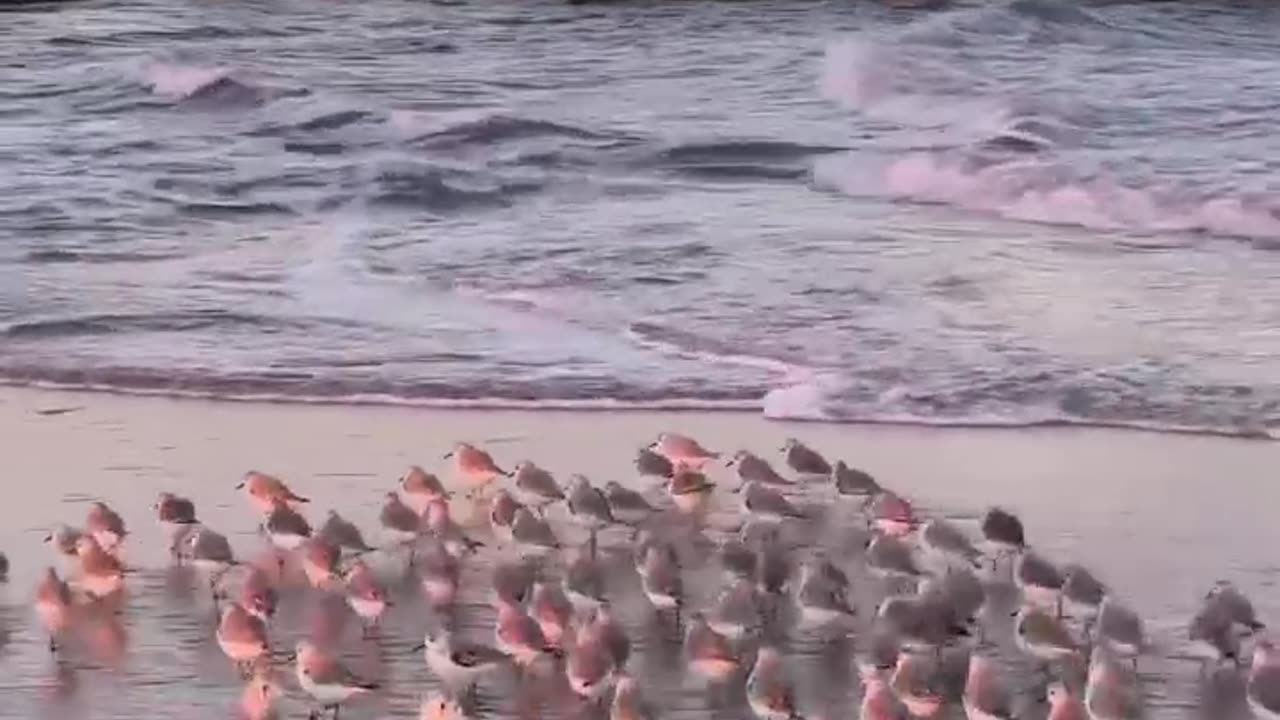 Beautiful birds dancing along the waves #shorts #shortvideo #video #virals #videoviral