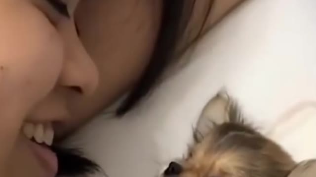 Cute dogs and cats making fun