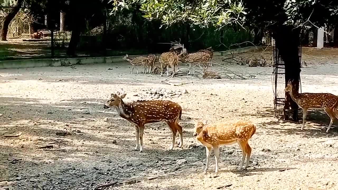 Deer are grazing on the ground with concentration