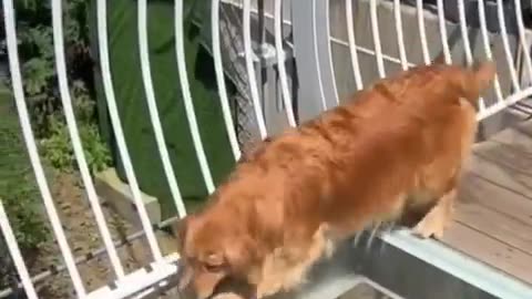 Tourists who wanted to cross the glass-bottomed bridge could not convince their dogs.