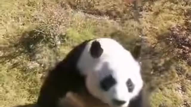 panda