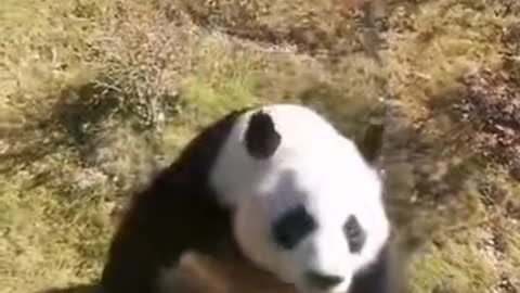 panda