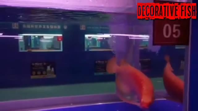 arowana fish