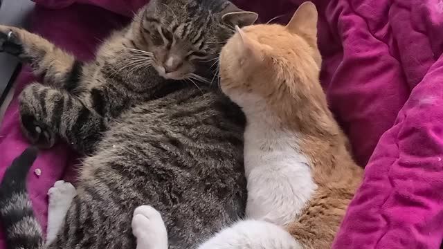 Cats share each other's body temperature in the cold winter