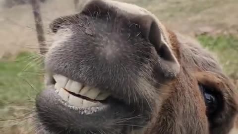 Donkey video bombs the white tiger with awesome smile.