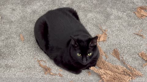 Cute Precious Piper Loafs with Her Paper Scraps - Adopting a Cat from a Shelter Vlog