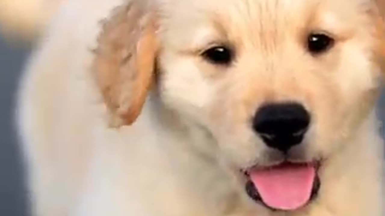 Funny Dogs Video - 2024