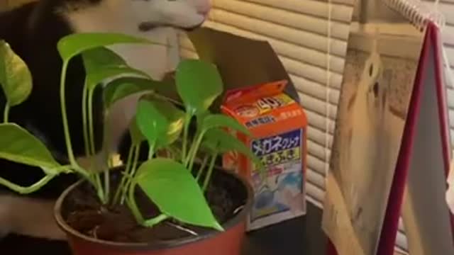 Funny Cat Vines Compilation December 2018-Funny Cats Compilation