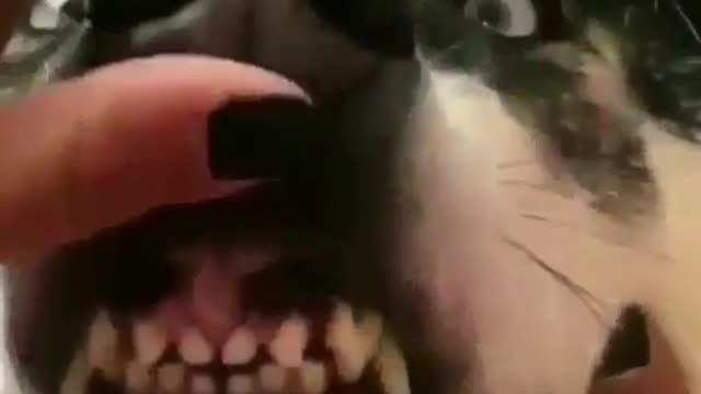 The joy of playing husky