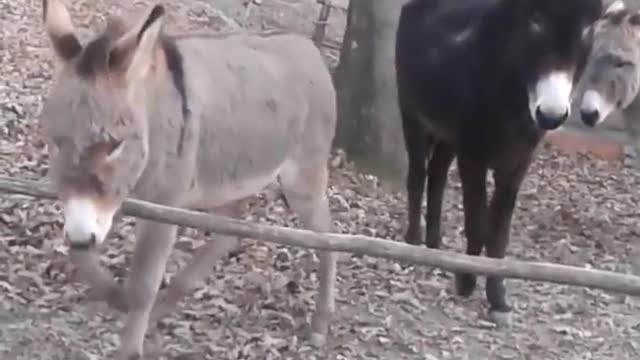 smart donkey