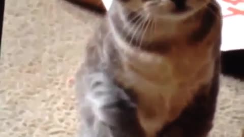 Funny and Cute Cats Videos #33 │ Gadis Sekarwangi