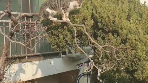 The cute cat on the tree