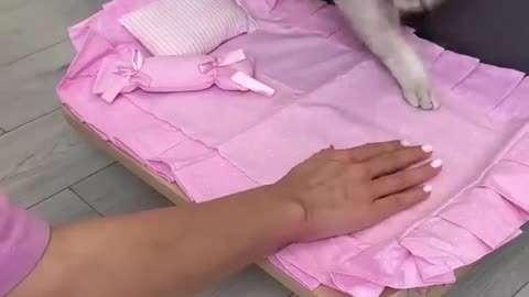 Cat sleeping bed