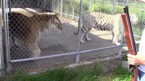 Joe Exotic the Tiger King