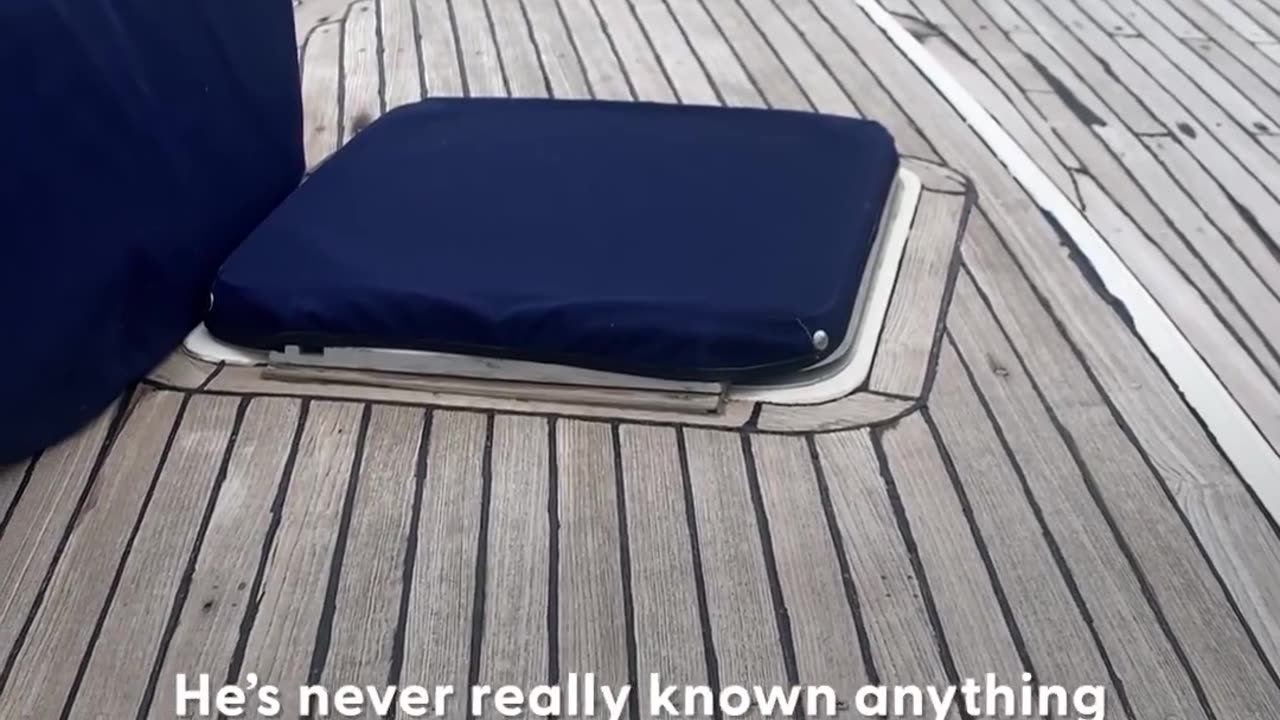 Kitten shows up on this couple's boat and never leaves