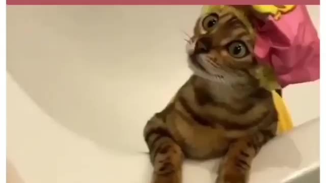 Funny cat