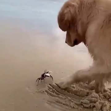 Dog playing on the beach. the crab. sand. Very enjoyable.