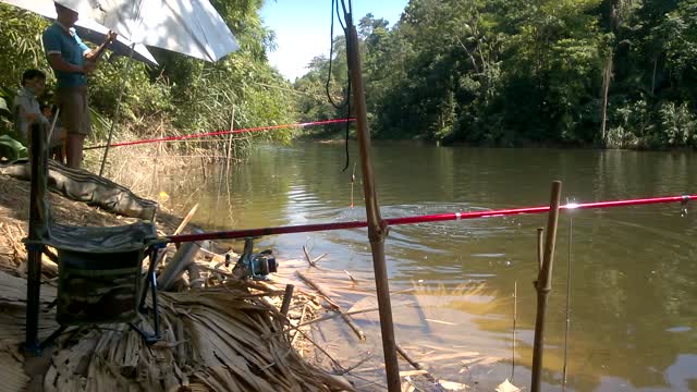 Bighead carp fishing