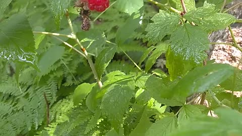 Raspberry